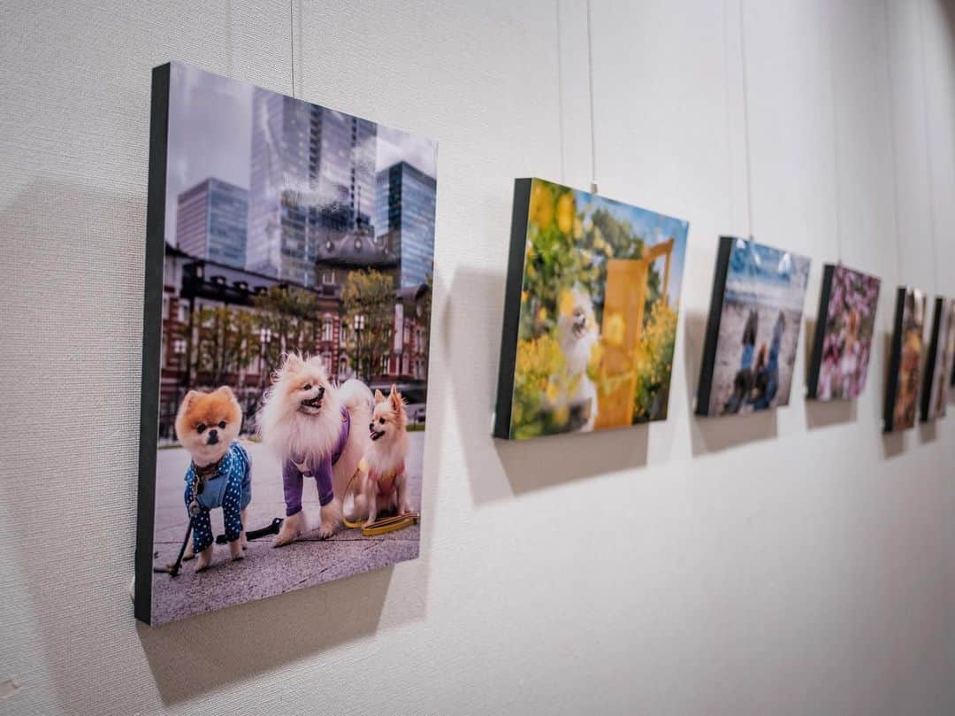 ポテチンさんのインスタグラム写真 - (ポテチンInstagram)「The photo exhibition by @pom.kotenicolocco   ころのママの写真展が開催中ですぢょ。 風や音、ストーリーを感じる写真からは愛が伝わってきますぢょね。 ころちゃんの絵本もあってびっくり！ 欲しいですぢょ〜  5/29まで 市川市立市川駅南口図書館内 えきなんギャラリーにて」5月1日 21時47分 - pom.potechin