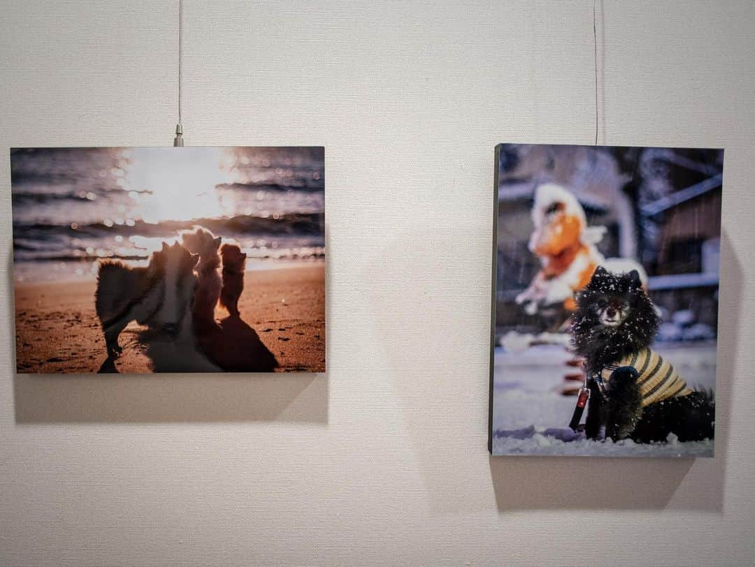 ポテチンさんのインスタグラム写真 - (ポテチンInstagram)「The photo exhibition by @pom.kotenicolocco   ころのママの写真展が開催中ですぢょ。 風や音、ストーリーを感じる写真からは愛が伝わってきますぢょね。 ころちゃんの絵本もあってびっくり！ 欲しいですぢょ〜  5/29まで 市川市立市川駅南口図書館内 えきなんギャラリーにて」5月1日 21時47分 - pom.potechin