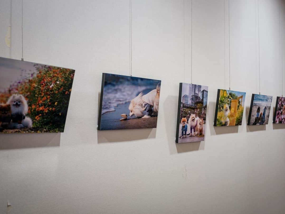 ポテチンさんのインスタグラム写真 - (ポテチンInstagram)「The photo exhibition by @pom.kotenicolocco   ころのママの写真展が開催中ですぢょ。 風や音、ストーリーを感じる写真からは愛が伝わってきますぢょね。 ころちゃんの絵本もあってびっくり！ 欲しいですぢょ〜  5/29まで 市川市立市川駅南口図書館内 えきなんギャラリーにて」5月1日 21時47分 - pom.potechin