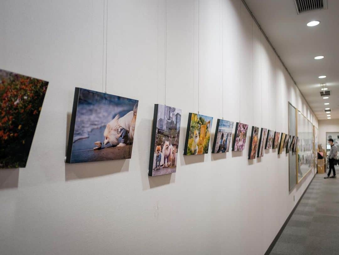 ポテチンさんのインスタグラム写真 - (ポテチンInstagram)「The photo exhibition by @pom.kotenicolocco   ころのママの写真展が開催中ですぢょ。 風や音、ストーリーを感じる写真からは愛が伝わってきますぢょね。 ころちゃんの絵本もあってびっくり！ 欲しいですぢょ〜  5/29まで 市川市立市川駅南口図書館内 えきなんギャラリーにて」5月1日 21時47分 - pom.potechin