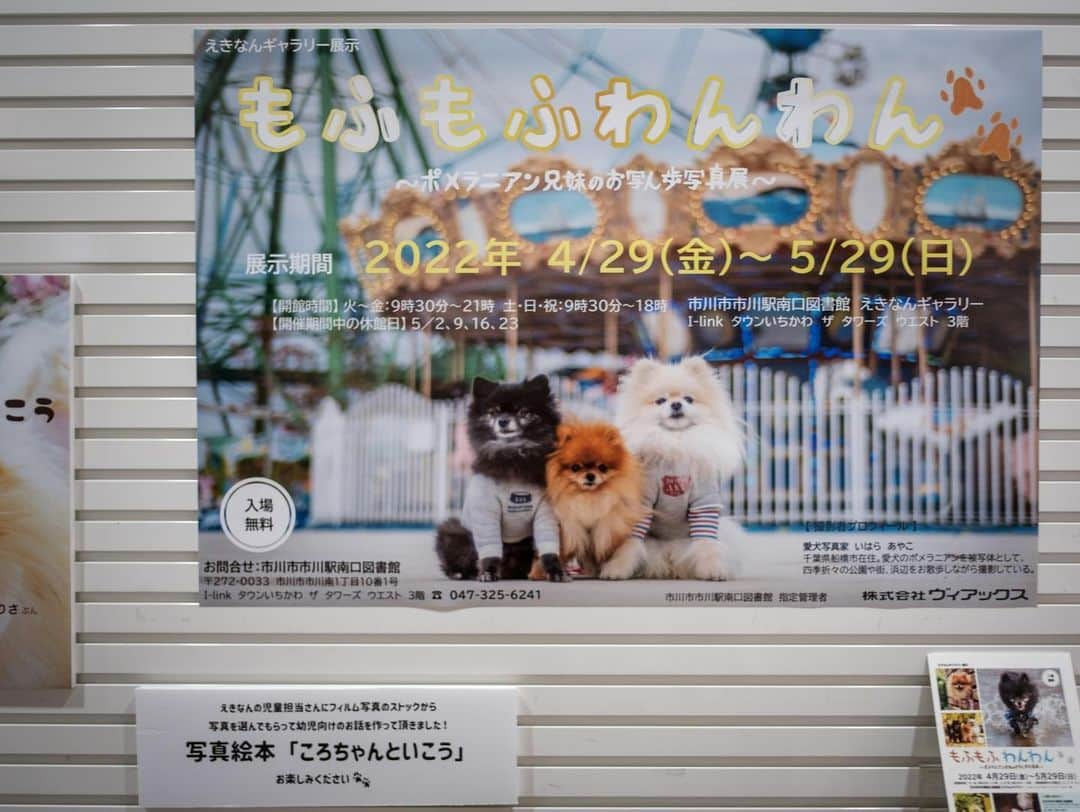 ポテチンさんのインスタグラム写真 - (ポテチンInstagram)「The photo exhibition by @pom.kotenicolocco   ころのママの写真展が開催中ですぢょ。 風や音、ストーリーを感じる写真からは愛が伝わってきますぢょね。 ころちゃんの絵本もあってびっくり！ 欲しいですぢょ〜  5/29まで 市川市立市川駅南口図書館内 えきなんギャラリーにて」5月1日 21時47分 - pom.potechin