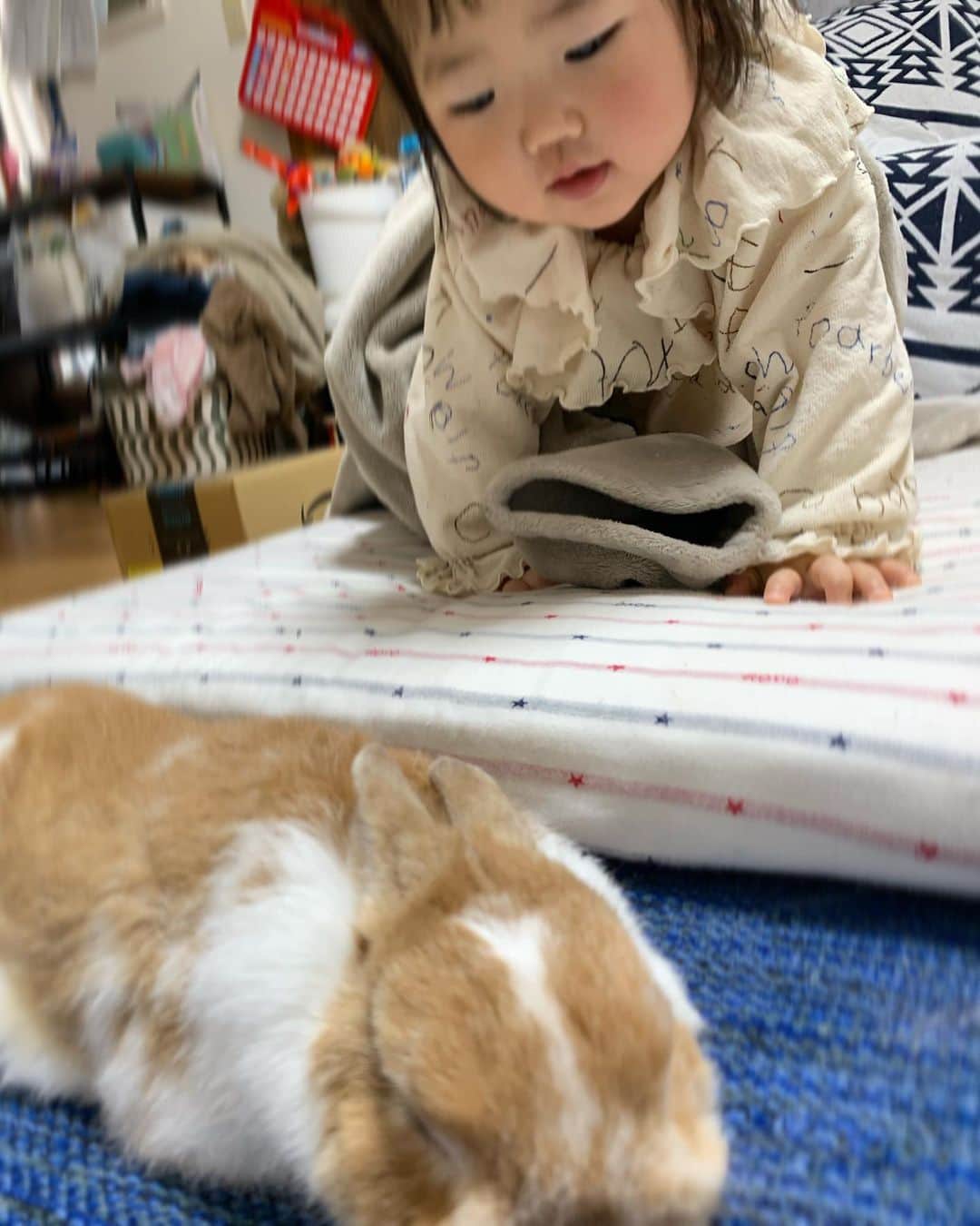 BUNNY?TUNA? のインスタグラム：「飼い主♀📸 つーちゃん‼︎‼︎🗣 おーきーてー‼︎🗣 うーしーろー‼︎💦 焦って真正面ドアップ🐰  #汗汗 #昼寝 #ネザーランドドワーフ#うさぎ#ふわもこ部#うさぎのしっぽ#ペット#netherlanddwarf#bunnystagram#rabbit#lapin#cutebunny#bunnylove#bunnies#pet#petgram#rabbitstagram#japan#kawaii#weeklyfluff#cutepetclub#instapets#instabunnies#animallovers#兔子#微小的」