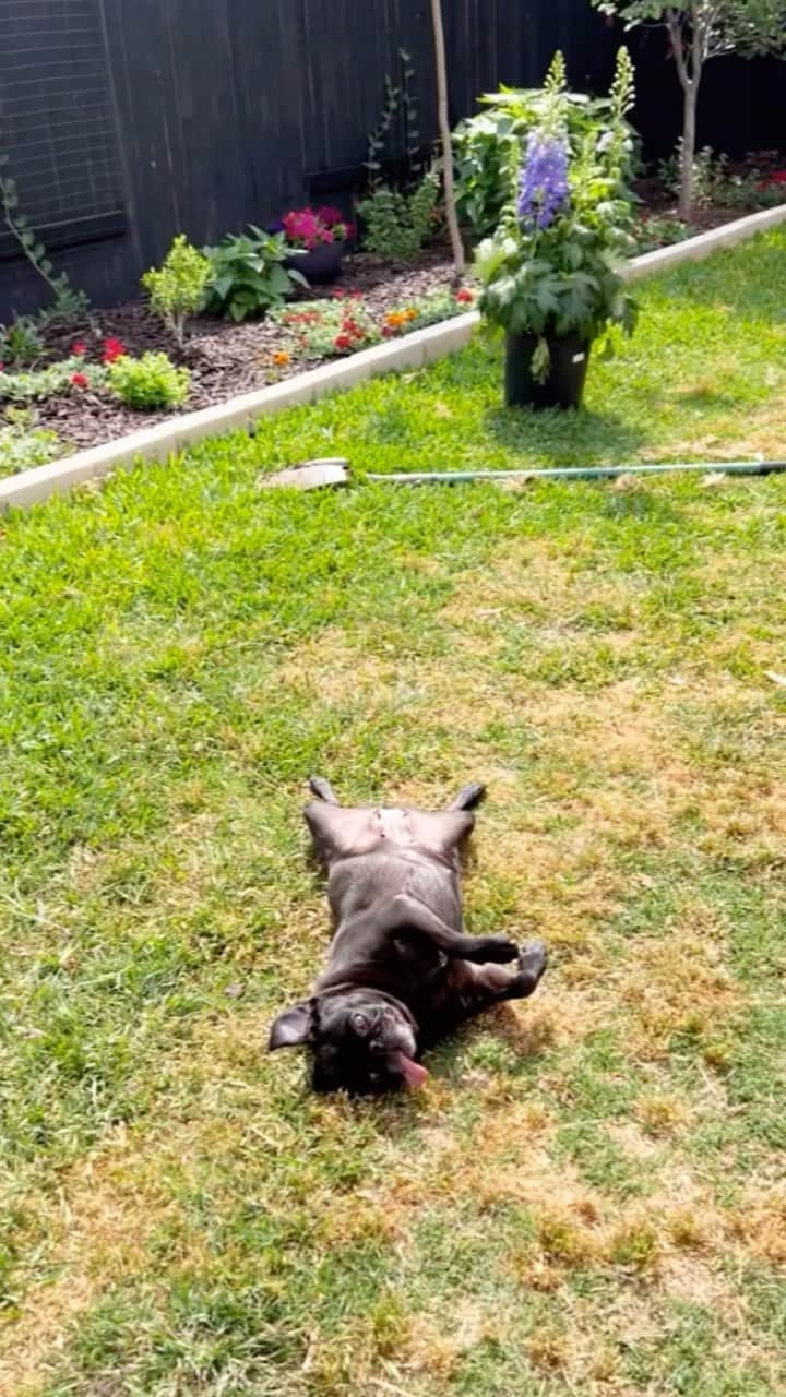 ロッコのインスタグラム：「I hope she’s wearing sunscreen…  #pug #puglife #pugstagram #pugsofinstagram #dogsofinstagram #weeklyfluff #theweekoninstagram #dogsofbark #buzzfeedanimals #speakpug」