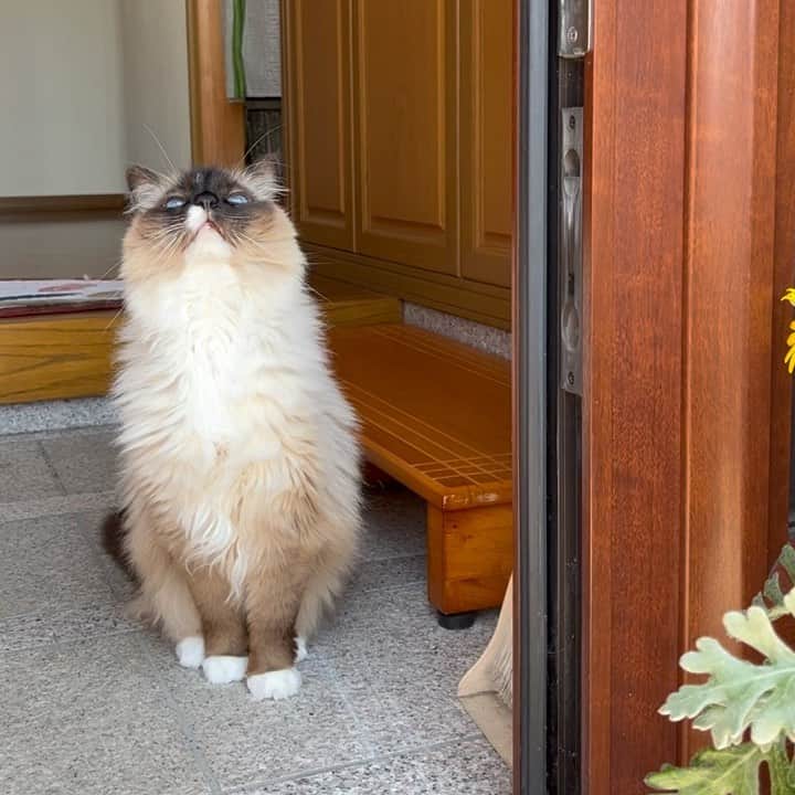 takegaeruのインスタグラム：「スンスン🐽🌼 お外は春のにおいがするニャ😽  #cat #猫 #ragdoll #ラグドール #ホワイトポッチーズ」
