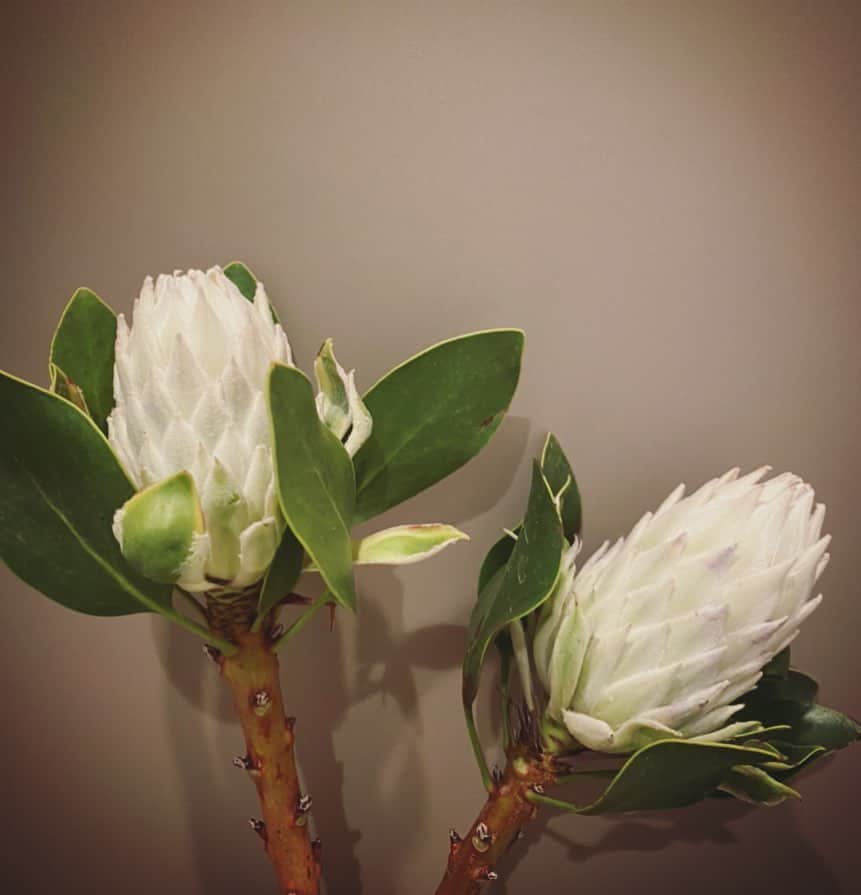 畑野ひろ子さんのインスタグラム写真 - (畑野ひろ子Instagram)「おはようございます😊 市場で仕入れたキングプロテアのアイスバッズ。 こちらも生花からドライになっていく様が楽しみ。長く楽しめるお花。これから、また我が家で一緒に。」5月2日 7時56分 - hiroko_hatano_