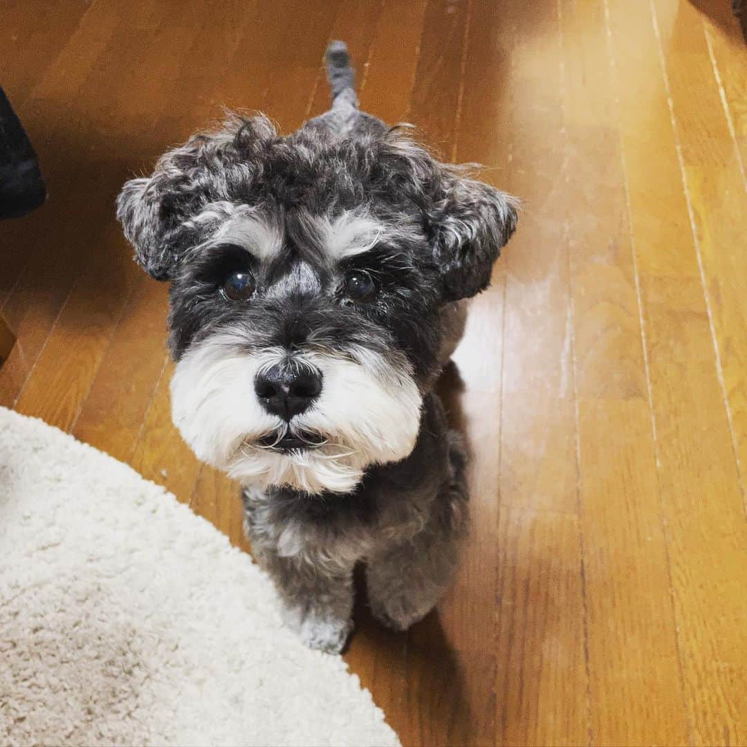 松原朋美のインスタグラム：「何かを訴えています🥺  この表情は………  おやつが欲しいのです🥹♡  #ミニチュアシュナウザー #いぬすたぐらむ」