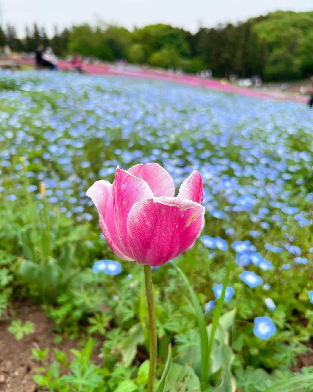 伊藤愛真さんのインスタグラム写真 - (伊藤愛真Instagram)「羊山公園のお花たち🌼」5月2日 13時19分 - __emagram