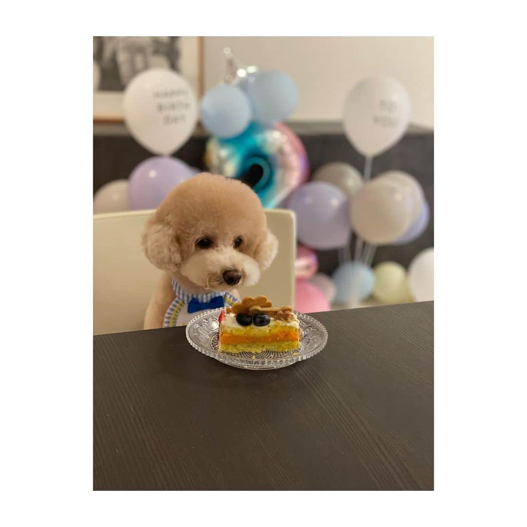 宮澤智さんのインスタグラム写真 - (宮澤智Instagram)「★ 手作り誕生日ケーキ🎂 さつまいもとかぼちゃとプレーンヨーグルトだけを使って作ったケーキに リアンの好きなフルーツを飾って プレゼントでもらったクッキーも飾ったら どんどん豪華に！！😂😆✨  結果、フルーツも食べ過ぎに注意して 取り除きつつ（人間が食べる） ケーキも少しずつ日を分けて食べます🐶  #トイプードル #犬用ケーキ #誕生日」5月3日 1時17分 - tomo.miyazawa