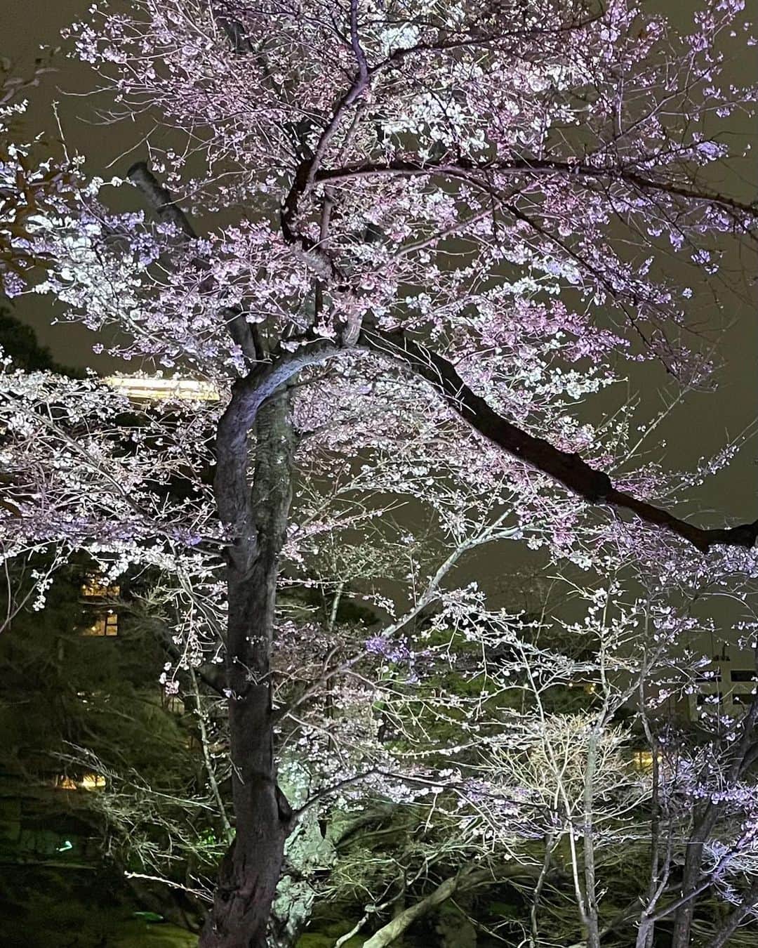 苅羽悠のインスタグラム：「素敵な夜桜 #カワウソ夫婦フォトコンテスト」