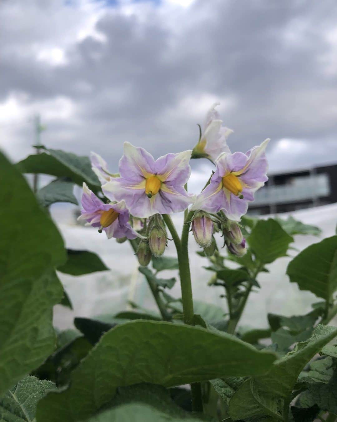 前北美弥子のインスタグラム：「ジャガイモの花がうつむきがちに咲いているの発見。成長早い。#サステナごはん　#サステナ  #サステナ畑」