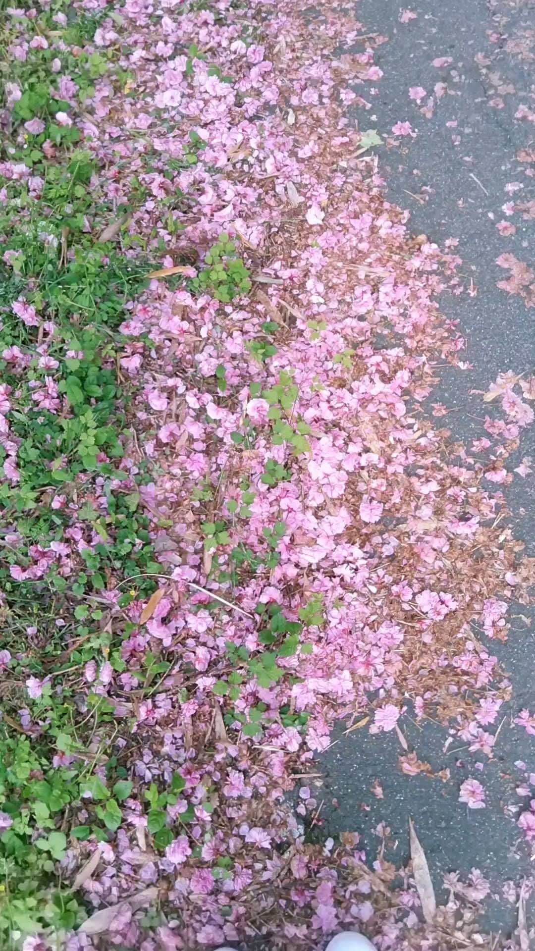 池田裕子のインスタグラム