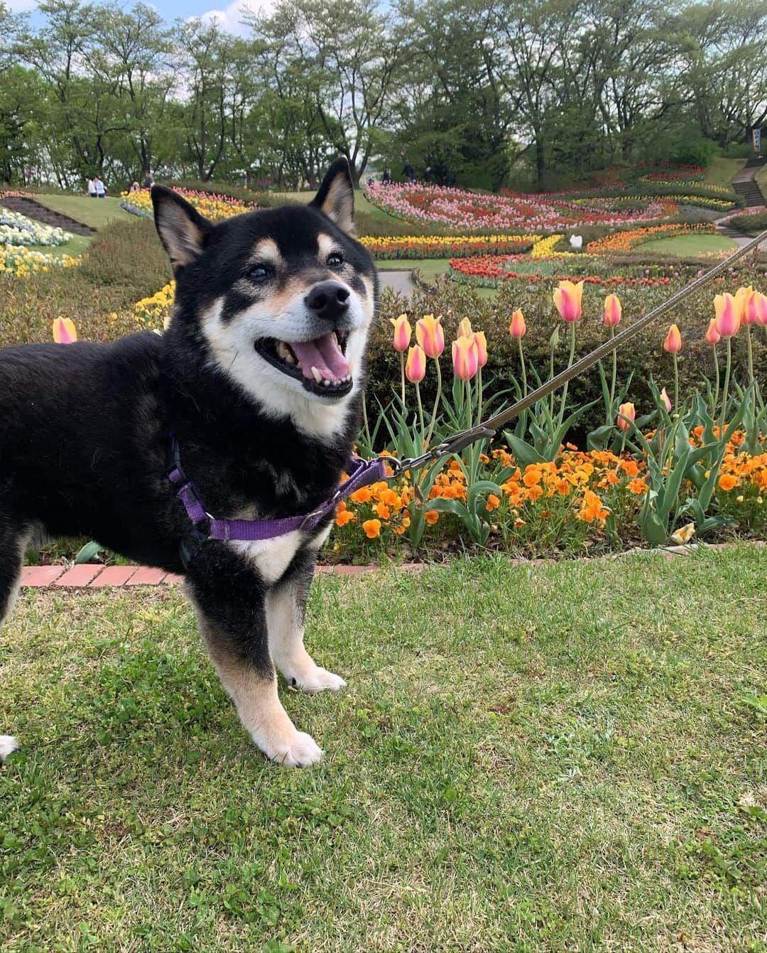 yu matsuのインスタグラム：「東北もすっかり春になりました🌷🌷」