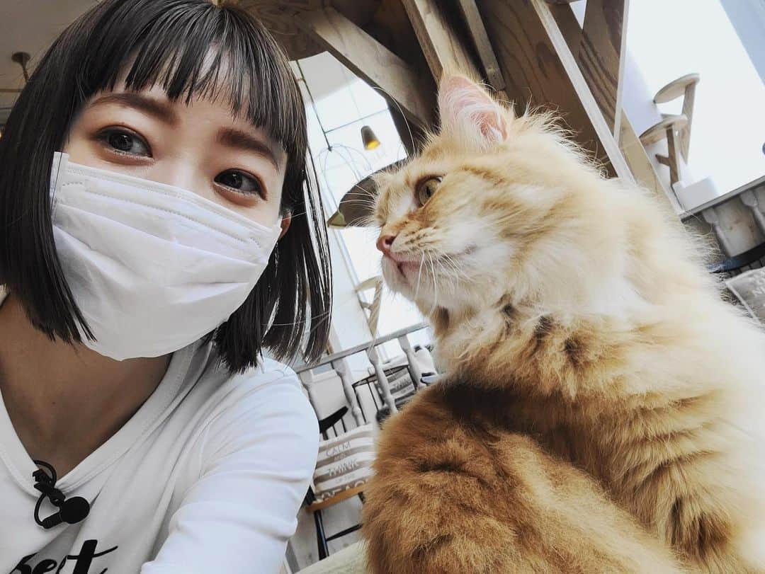 伊藤千晃のインスタグラム：「猫カフェでアルト君だけが私と一緒に写真を撮ってくれた🐈 ⁡ 犬と違って写真を撮るのもすごく難しい😂 ⁡ #猫カフェ #もっとかまってほしいよ #猫カフェモカ原宿店  #YouTubeにて配信」