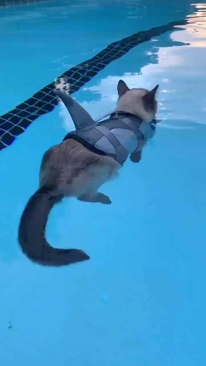 アンナ・パキンのインスタグラム：「🤣🤣🤣🤣 Posted @withregram • @purrsociety Watch Out 🦈🥰  .  .  .  .  Like, comment and share! ♥️ Follow @purrsociety for more 👤  Check out YourCatNeeds (Link in Bio) 🛍  Video from @catfluence 📸  #eh_cat #we_love_cat #funnycatsmeow #funnykittens #minicat #cutecatsgram #funnycatsreels #cats_of_insta #catsandkittens #smallcat #meowcats #catfriend #catsarecool #catpaws #catsoftheday #crazycats #catplaytime」