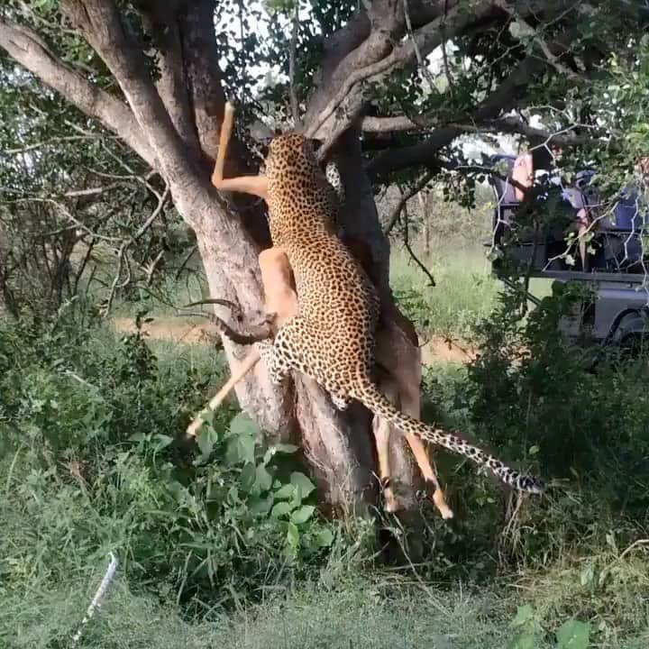 WildLifeのインスタグラム：「Female leopard hoists a male impala up a tree in seconds. 🐆 Video by: @liamburr_wildlife」