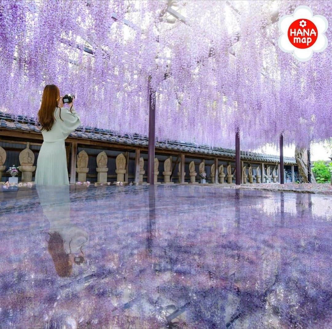 はなまっぷ❁日本の花風景のインスタグラム