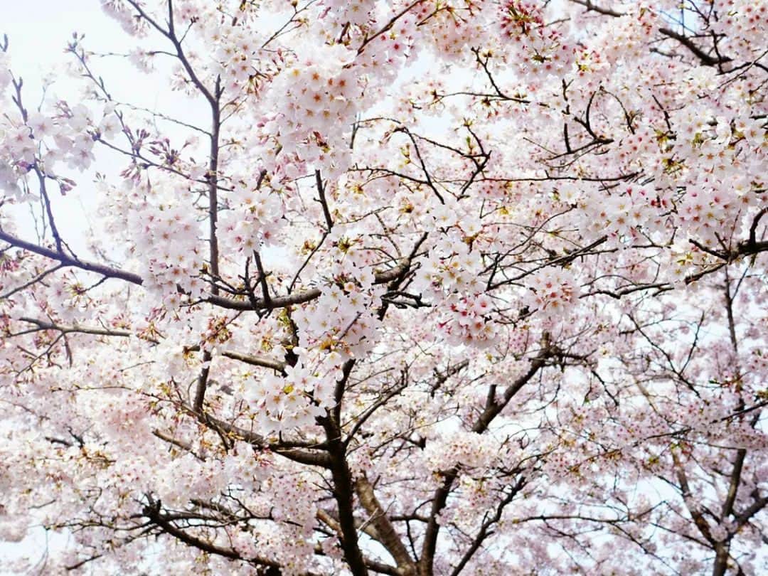 柚月美穂さんのインスタグラム写真 - (柚月美穂Instagram)「#photography  . . あっという間に桜も散り あおあおと。🌿 . . . キミに初めての桜を*•｡.* ﾟ* . . . 暖かくなってきて 過ごしやすくなりましたねぇ🌱 . . . #桜 #cherryblossom #camera #LUMIX #gh4 #単焦点 #単焦点レンズ #LENS#Leica  ##nocticron425mm . . #Japanese #cameraman #camerawoman #picoftheday #instagood #fashion #happy #followme #follow #art #me #instadaily #photography #fun #instalike #igersInstagrammers #photo #tokyo #japan」5月3日 9時48分 - mihoyuzuki