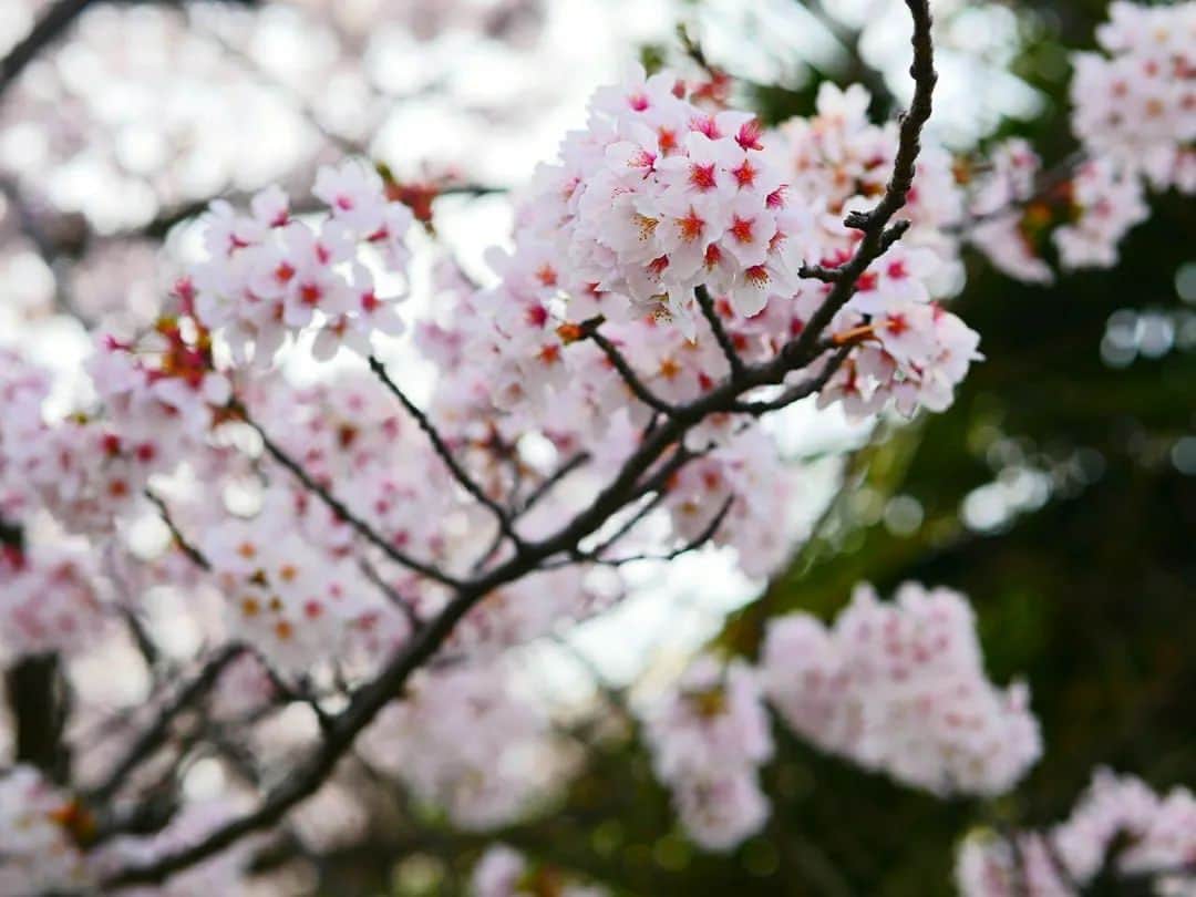柚月美穂のインスタグラム：「#photography  . . あっという間に桜も散り あおあおと。🌿 . . . キミに初めての桜を*•｡.* ﾟ* . . . 暖かくなってきて 過ごしやすくなりましたねぇ🌱 . . . #桜 #cherryblossom #camera #LUMIX #gh4 #単焦点 #単焦点レンズ #LENS#Leica  ##nocticron425mm . . #Japanese #cameraman #camerawoman #picoftheday #instagood #fashion #happy #followme #follow #art #me #instadaily #photography #fun #instalike #igersInstagrammers #photo #tokyo #japan」