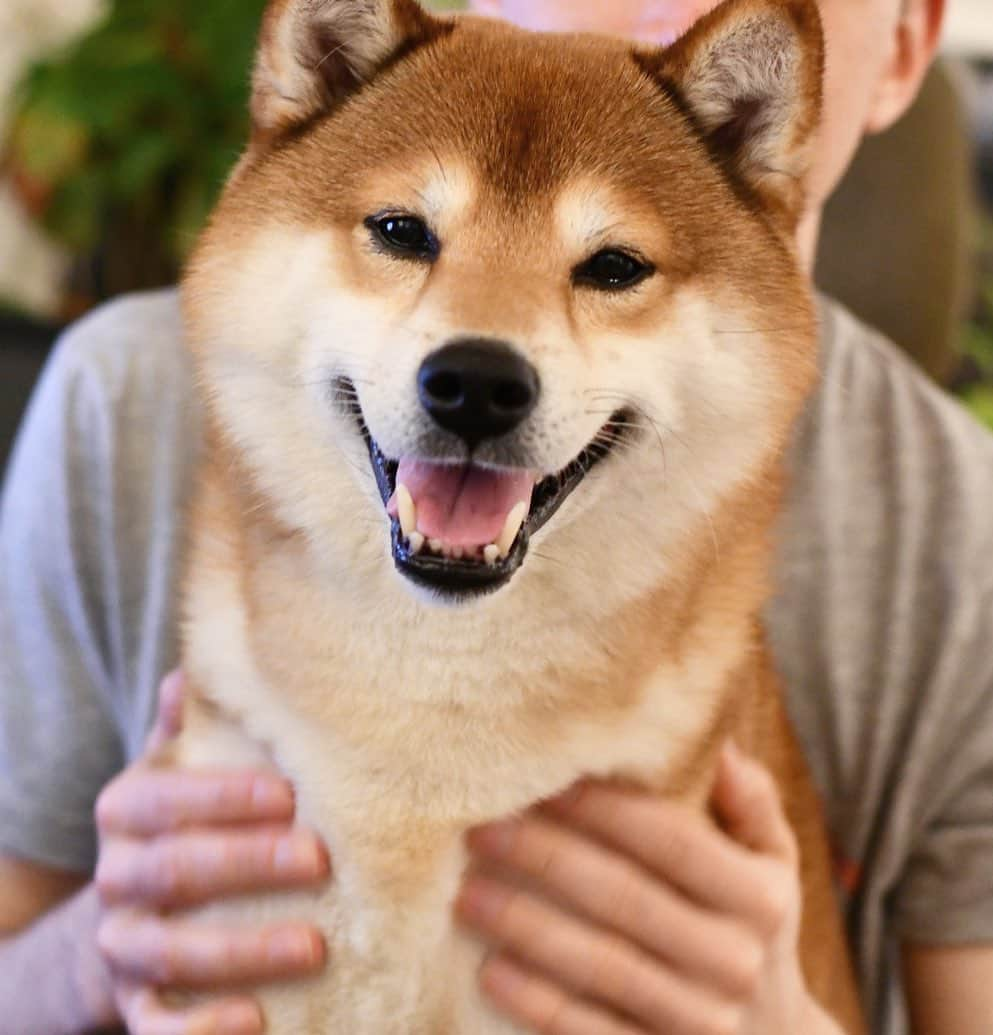 ?Fricko the Shiba Inu?のインスタグラム：「Have a nice week humans!!😄 🐾 🐾 🐾 #Fricko #🐶 #☀️ #shiba #shibainu #dog #柴犬 #赤柴  #adorable #shibaholics  #dogoftheday  #weeklyfluff #aww #dogstagram  #puppiesofinstagram #shibalove #shibastagram #shibadog #shibasofinstagram #doglovers」