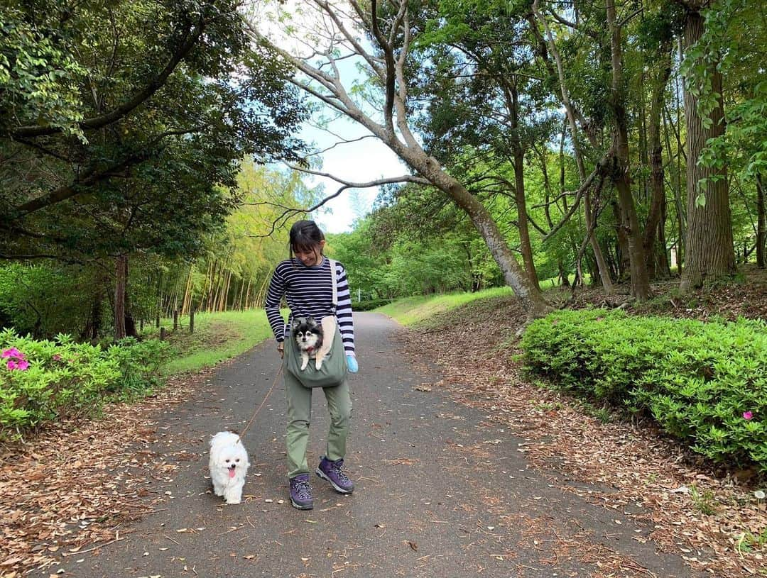 小野真弓さんのインスタグラム写真 - (小野真弓Instagram)「おはようございます☺️ 清々しい天気🌞✨ 気持ちよくて〜思わずごろりんちょ〜🙋‍♀️🐶🐶  ハルくんも 久しぶりのしっかり散歩😆🐾 緑が濃くなり、 季節が進みます〜🌿✨  連休、いかがお過ごしですか❓^_^ 今日も良い一日を＼(^ω^)／  #チワワ#ハナちゃん #チワマル#ハルくん #雑種猫兄妹#アオくん#ナナちゃん #お泊まり猫#ほぼ家の子#ちりんくん #犬と猫のいる暮らし#犬猫日記 #わんさんぽ風景#千葉暮らし  🐏🐾 オレ様の全快祝いのコメント✨ みなちゃま、ありがとうございました🐾☺️  三週間充電した分、 いたずらして、おかーさんを喜こばせようと思います😏😈😆これからもよろちくです😊  絶好調の〜😆 ハルくんでちた🐾」5月3日 8時12分 - hanaharuaroi