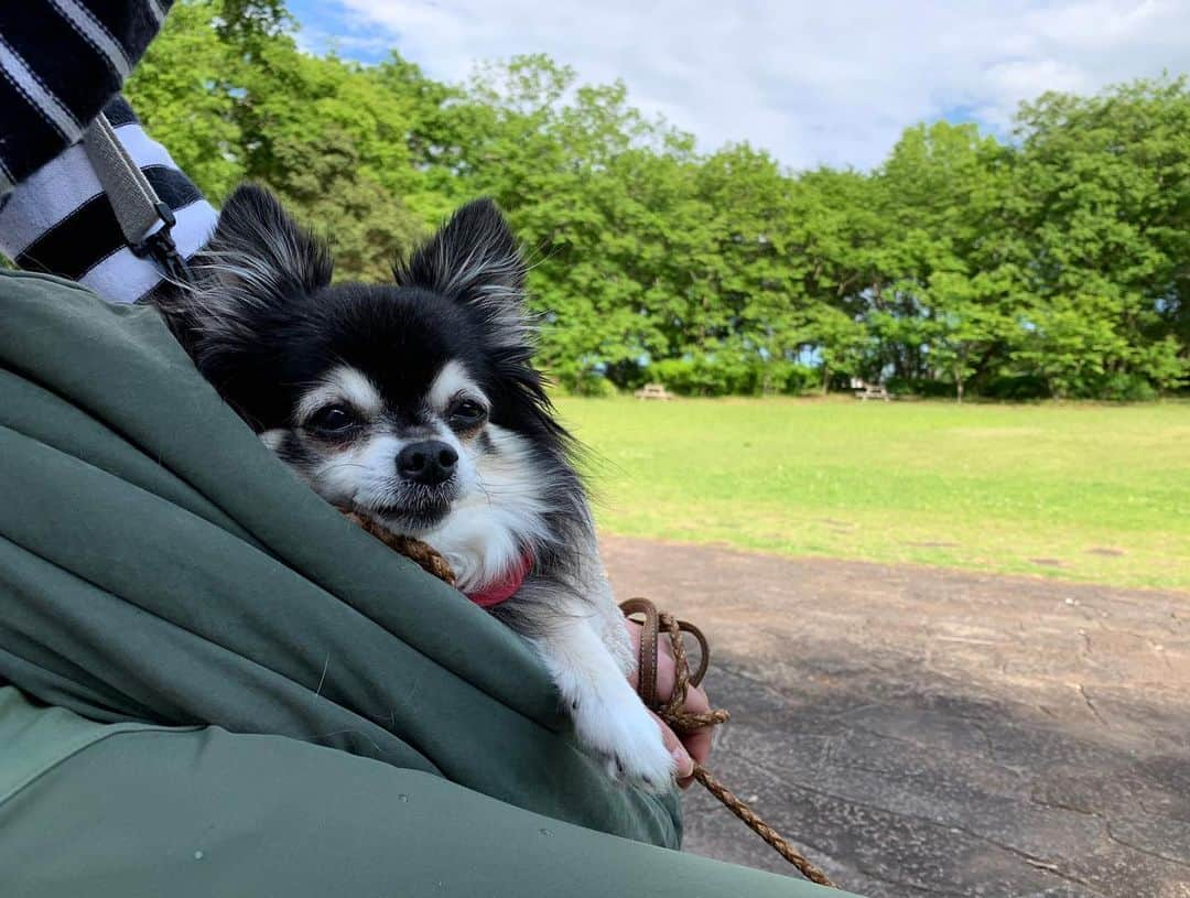 小野真弓さんのインスタグラム写真 - (小野真弓Instagram)「おはようございます☺️ 清々しい天気🌞✨ 気持ちよくて〜思わずごろりんちょ〜🙋‍♀️🐶🐶  ハルくんも 久しぶりのしっかり散歩😆🐾 緑が濃くなり、 季節が進みます〜🌿✨  連休、いかがお過ごしですか❓^_^ 今日も良い一日を＼(^ω^)／  #チワワ#ハナちゃん #チワマル#ハルくん #雑種猫兄妹#アオくん#ナナちゃん #お泊まり猫#ほぼ家の子#ちりんくん #犬と猫のいる暮らし#犬猫日記 #わんさんぽ風景#千葉暮らし  🐏🐾 オレ様の全快祝いのコメント✨ みなちゃま、ありがとうございました🐾☺️  三週間充電した分、 いたずらして、おかーさんを喜こばせようと思います😏😈😆これからもよろちくです😊  絶好調の〜😆 ハルくんでちた🐾」5月3日 8時12分 - hanaharuaroi