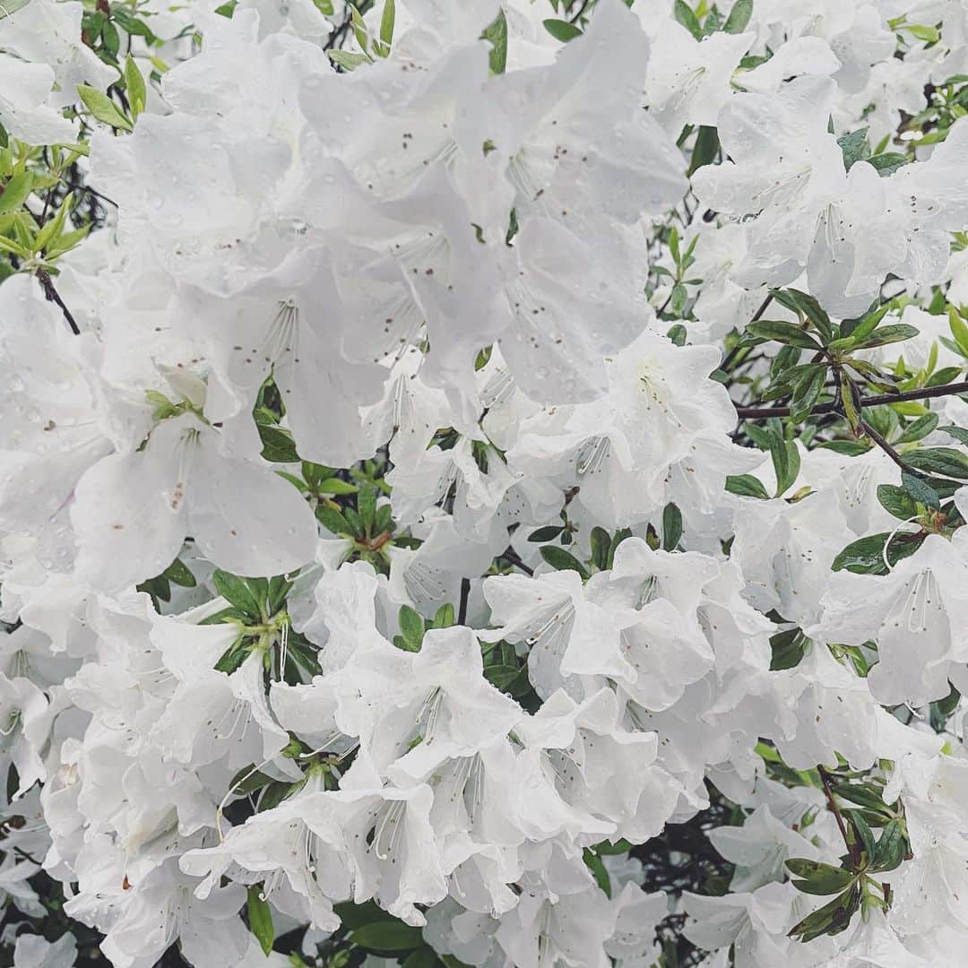 忍野さらさんのインスタグラム写真 - (忍野さらInstagram)「白は綺麗で少しこわい色  #躑躅」5月3日 19時24分 - oshinosara