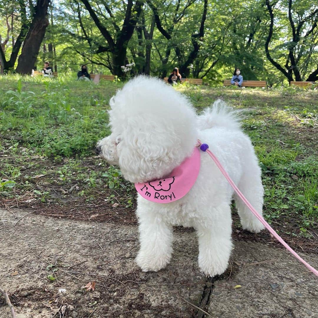 宇内梨沙さんのインスタグラム写真 - (宇内梨沙Instagram)「ローリーと代々木公園をお散歩🐶  気持ち良い季節ですね！ 犬にはちょっと暑くなってきたかなぁ〜」5月3日 12時13分 - risaunai