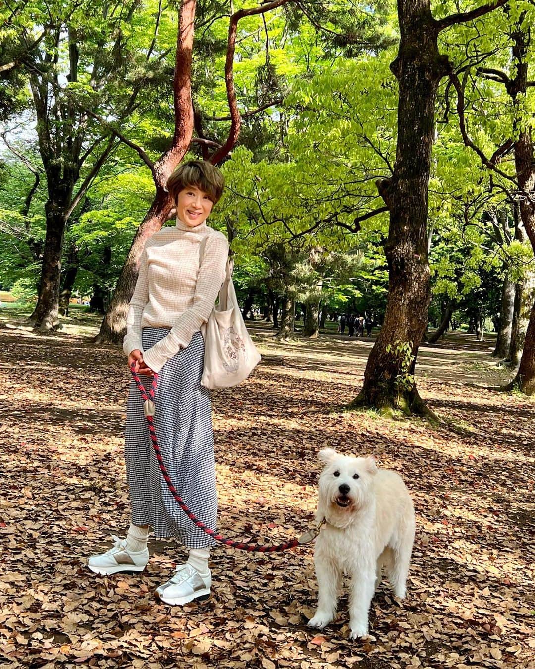 黒田知永子のインスタグラム：「. とろ散歩🚶‍♀️  のんびりぶらぶら とろさん、少し歳をとったかな…  #dog #犬 #ハルジオンととろさん #黒田とろろ #においかぎお  #黒田知永子 #chiekokuroda  ブランドは画面をタップしてね。」
