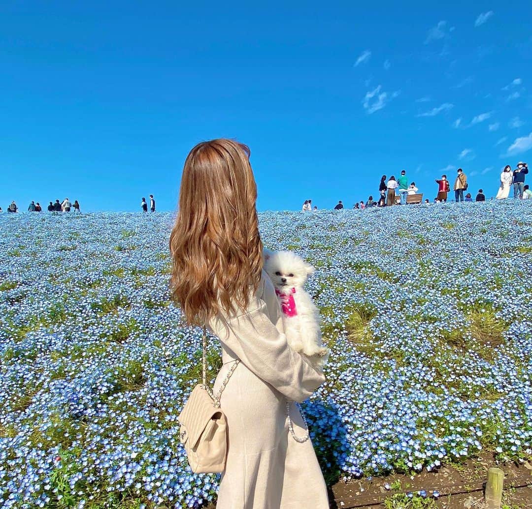 JURIのインスタグラム：「・ 国営ひたち海浜公園に行ってきた🚗 お目当てのネムフィラ💠 も見れて自然感じれて良き休日でした🤍✨ 犬と行くにも最高な場所だったよー🐶💕  一枚目のされるがまま感な くまの表情たまらん。🐻‍❄️笑  ・  ・  #国営ひたち海浜公園#ネモフィラ #茨城観光#自然#景色 #犬と行ける#日帰り旅行 #ドッグラン#遊園地 #ネモフィラ畑#映え景色 #GW#キャバ嬢の休日#休肝日」