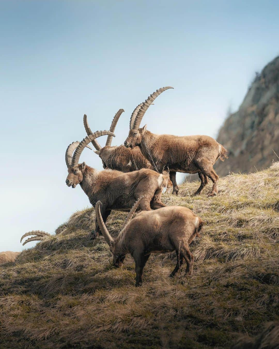 Simone Bramanteさんのインスタグラム写真 - (Simone BramanteInstagram)「{ Gran Paradiso } • My first time in this National Park, the very first one established in Italy, in 1922.  I’m impressed by how much fauna is present here, from chamois, foxes, eagles, bearded vultures and these two beautiful animals, the ibex and the marmot.  Gran Paradiso National Park is 100 years old, and I was invited by @fondazioneUNA and @federparchi to raise awareness of the maintenance of these native animal species, threatened by climate change but also by poaching.  I was impressed when the park guard told me that the number of ibex has halved in 30 years. Today there are only 2,700 ibex left.  Biodiversity is a treasure, for Mother Nature and for us.  #FondazioneUNA #UomoNaturaAmbiente #BiodiversitàInVolo」5月3日 21時26分 - brahmino