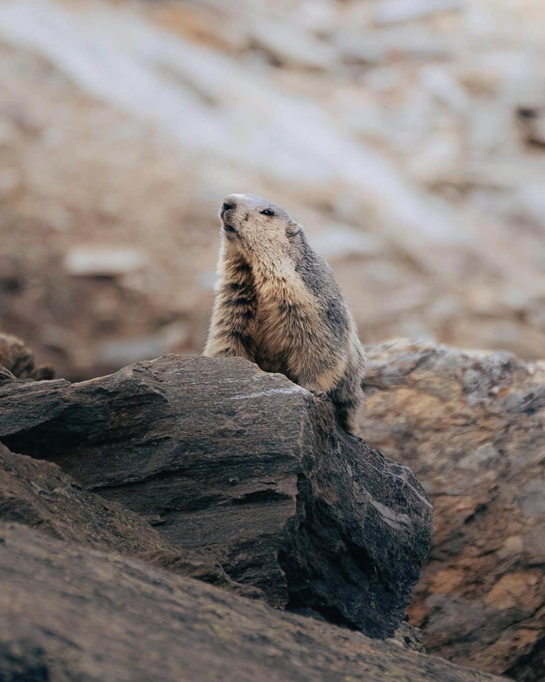 Simone Bramanteさんのインスタグラム写真 - (Simone BramanteInstagram)「{ Gran Paradiso } • My first time in this National Park, the very first one established in Italy, in 1922.  I’m impressed by how much fauna is present here, from chamois, foxes, eagles, bearded vultures and these two beautiful animals, the ibex and the marmot.  Gran Paradiso National Park is 100 years old, and I was invited by @fondazioneUNA and @federparchi to raise awareness of the maintenance of these native animal species, threatened by climate change but also by poaching.  I was impressed when the park guard told me that the number of ibex has halved in 30 years. Today there are only 2,700 ibex left.  Biodiversity is a treasure, for Mother Nature and for us.  #FondazioneUNA #UomoNaturaAmbiente #BiodiversitàInVolo」5月3日 21時26分 - brahmino