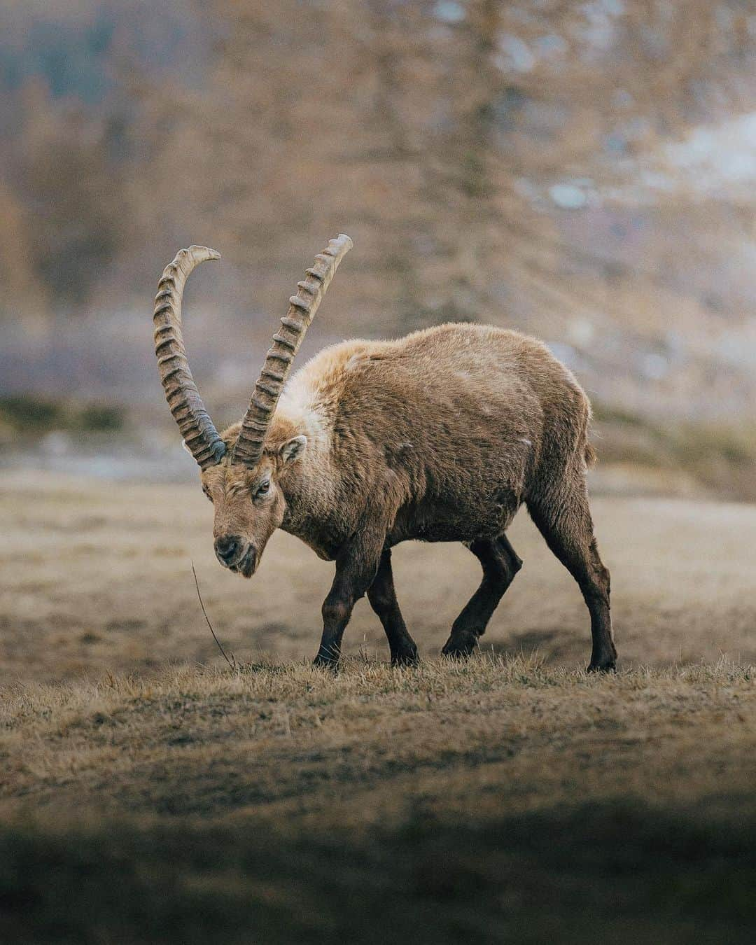 Simone Bramanteさんのインスタグラム写真 - (Simone BramanteInstagram)「{ Gran Paradiso } • My first time in this National Park, the very first one established in Italy, in 1922.  I’m impressed by how much fauna is present here, from chamois, foxes, eagles, bearded vultures and these two beautiful animals, the ibex and the marmot.  Gran Paradiso National Park is 100 years old, and I was invited by @fondazioneUNA and @federparchi to raise awareness of the maintenance of these native animal species, threatened by climate change but also by poaching.  I was impressed when the park guard told me that the number of ibex has halved in 30 years. Today there are only 2,700 ibex left.  Biodiversity is a treasure, for Mother Nature and for us.  #FondazioneUNA #UomoNaturaAmbiente #BiodiversitàInVolo」5月3日 21時26分 - brahmino