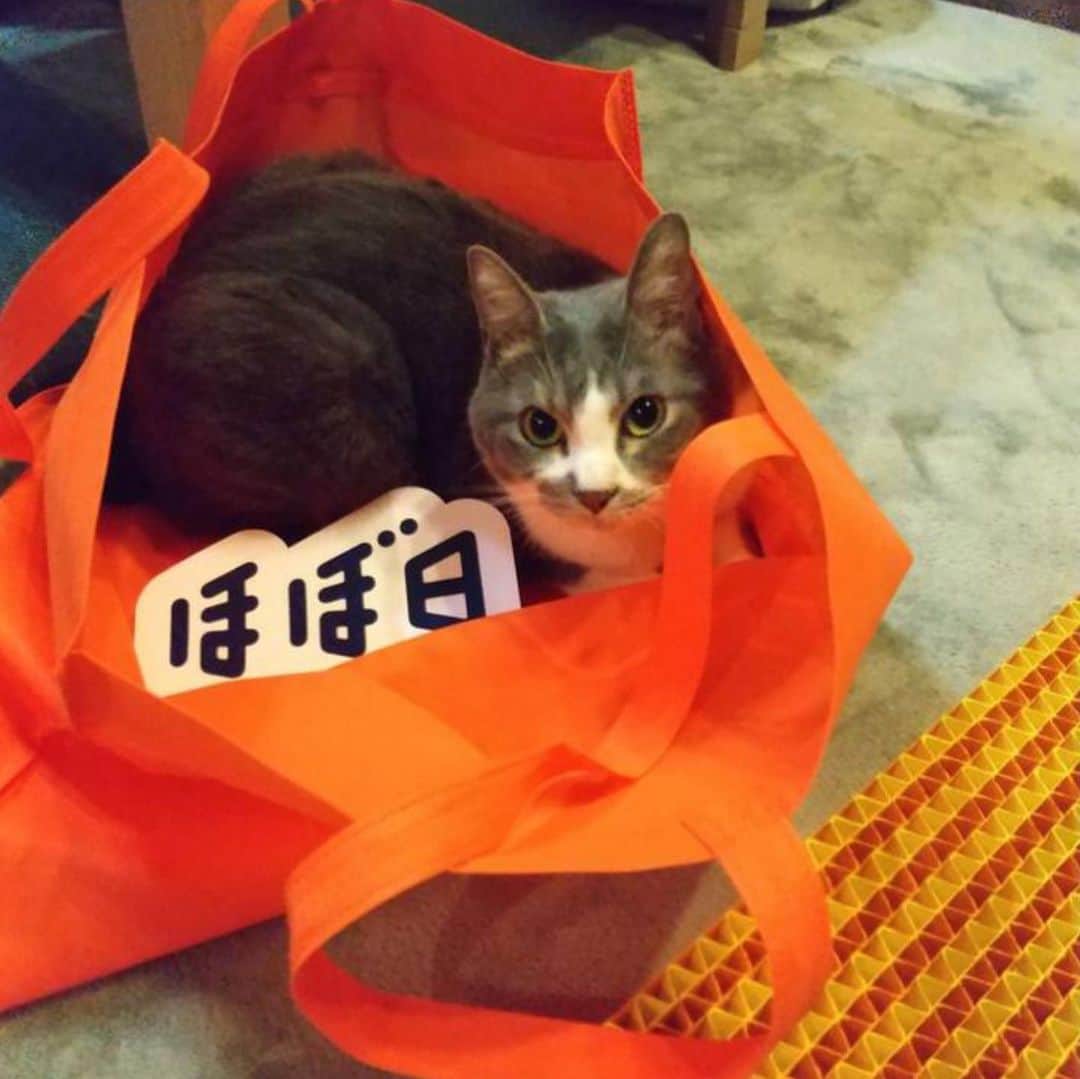 ドコノコのインスタグラム：「爪とぎもねこさんたちから評判良さそうで、うれしいです！ #生活のたのしみ展　#ほぼ日」