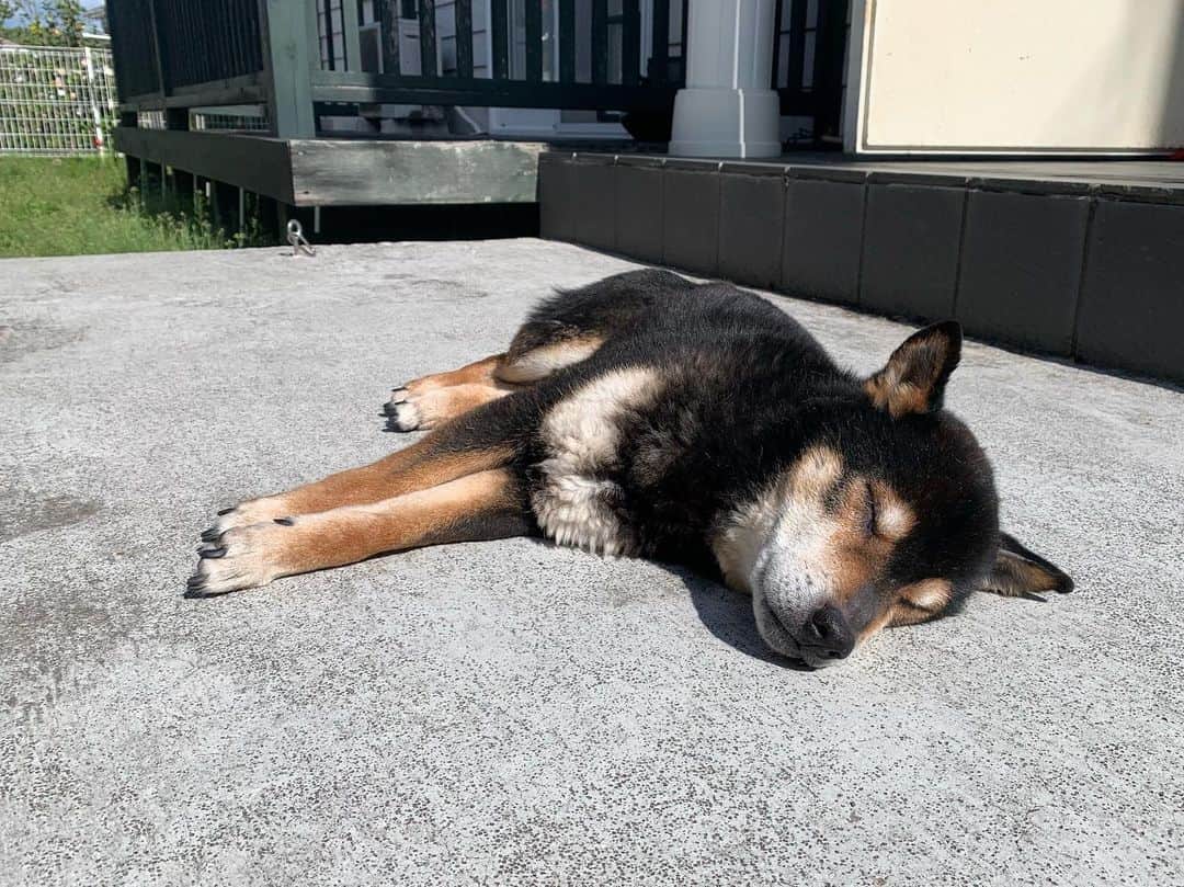 yu matsuのインスタグラム：「柴犬が落ちている、、 #日向ぼっこ」