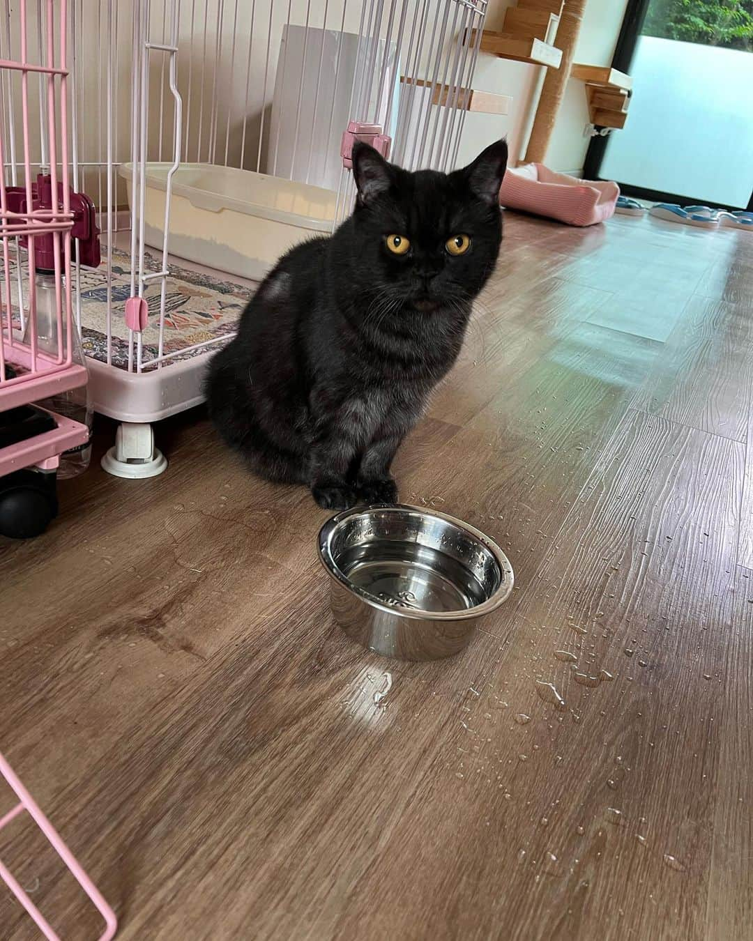 Mammoth and Grizzlyさんのインスタグラム写真 - (Mammoth and GrizzlyInstagram)「When you left your boy with a water bowl….กริซลี่ ลูกกกก🤣」5月4日 10時48分 - mammoth_grizzly