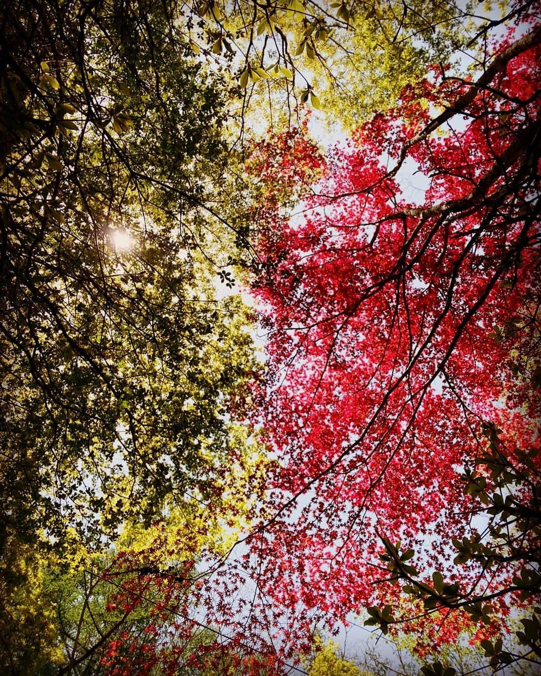 森山直太朗さんのインスタグラム写真 - (森山直太朗Instagram)「いろとりどりのみどりの日。  #GW」5月4日 12時42分 - naotaromoriyama