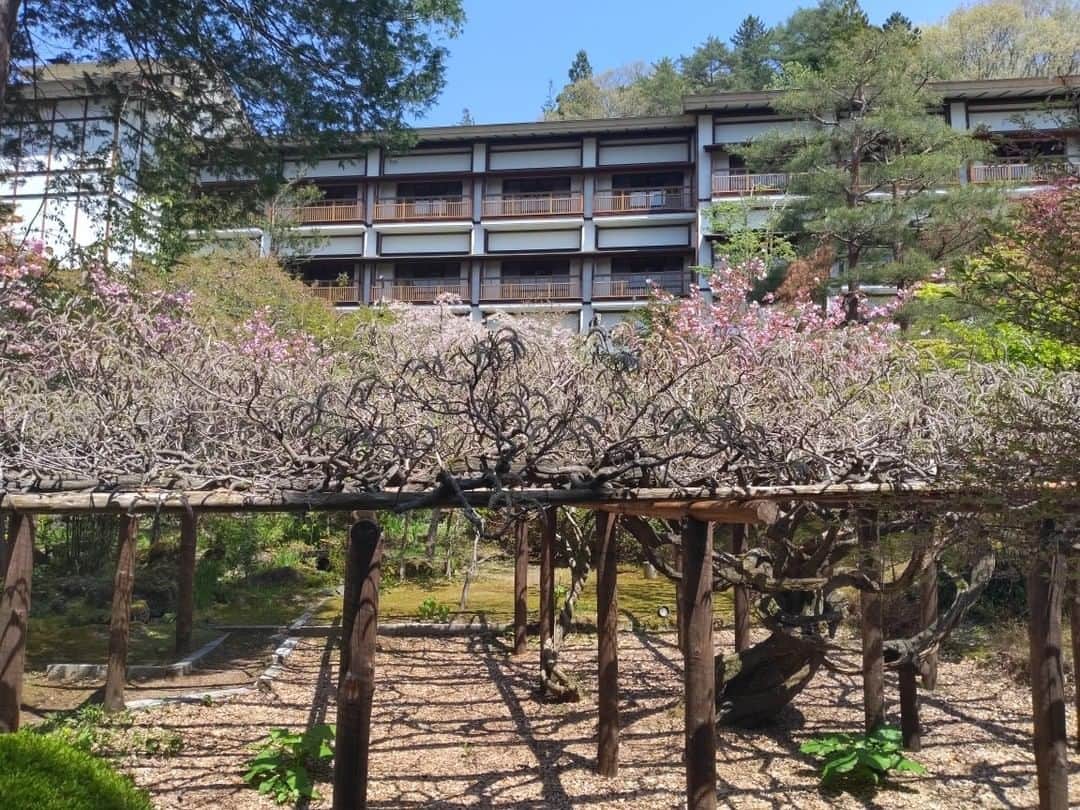 上林ホテル仙壽閣さんのインスタグラム写真 - (上林ホテル仙壽閣Instagram)「ゴールデンウィークも中盤、晴天が続いております☀裏庭園のご案内です。 古くからの藤が、少しづつ花を咲かせ始めました！」5月4日 12時59分 - k_senjukaku