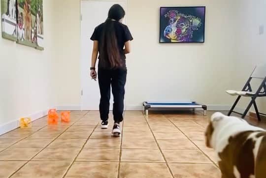 ミゲール・コットのインスタグラム：「Aquí #Teo 🐶 en sus clases de obediencia con hospedaje en @centrodevarona Gracias por todo el apoyo muy contento con los resultados y la evolución en el comportamiento de #Teo」
