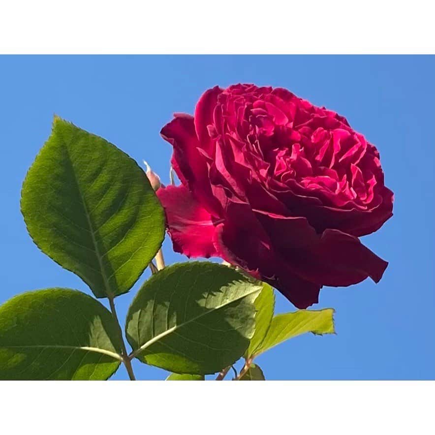 佐藤梨那さんのインスタグラム写真 - (佐藤梨那Instagram)「🌹  母が育てているバラが 今年もきれいに花を咲かせました♡  夕方までポカポカしていて お外でのんびり☺️」5月4日 18時39分 - sato_lina