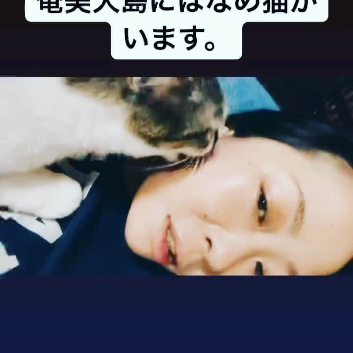 三谷晶子のインスタグラム：「わりと肌を褒められることが多いのですが、うちのミル氏が舐めてくれることによるスクラブ効果、あると思うのよね。  #catsofinstagram  #catlover」