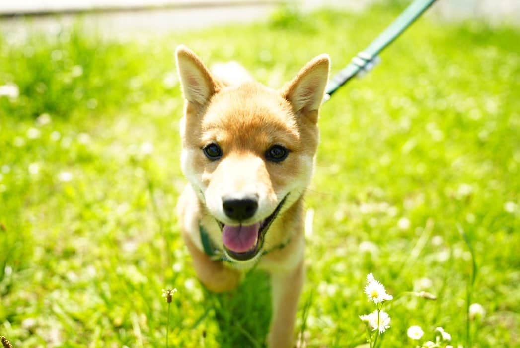 ゆきのしんさんのインスタグラム写真 - (ゆきのしんInstagram)「初めて公園へ🐕🍀 カメラ苦手で前向かなくて大変だった、、 #豆柴  #まめしば #犬のいる暮らし  #いぬすたぐらむ」5月4日 19時44分 - yukino__shin