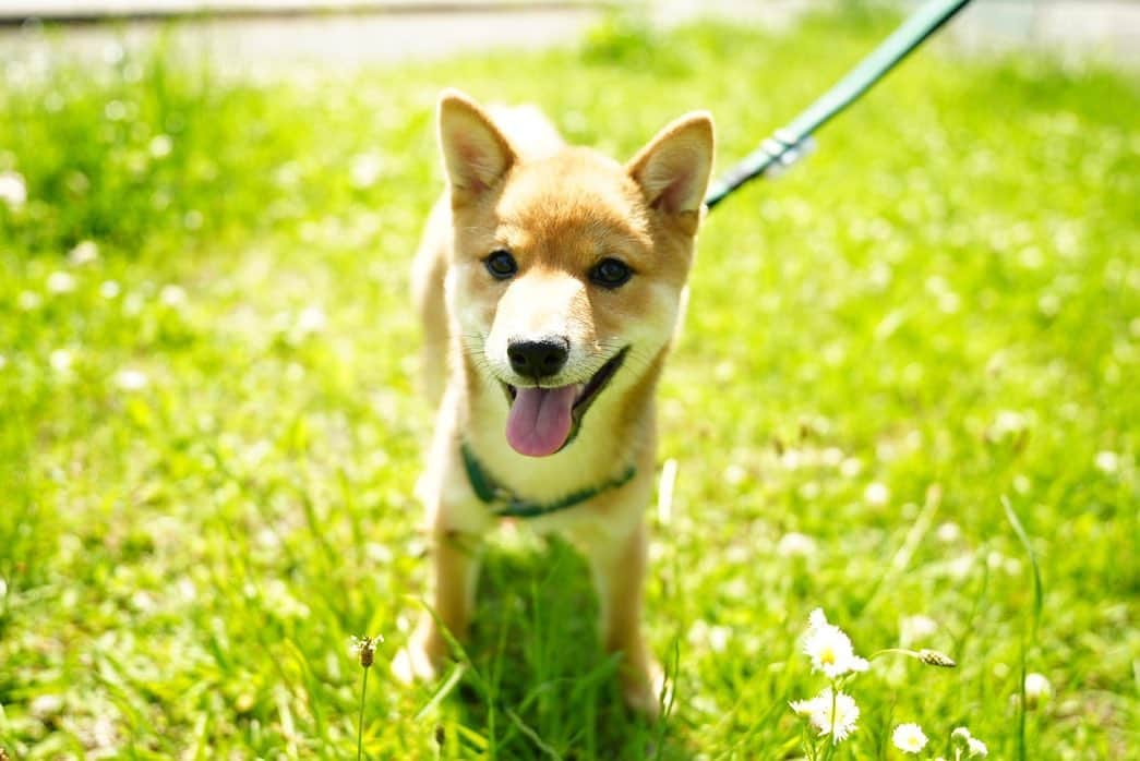 ゆきのしんのインスタグラム：「初めて公園へ🐕🍀 カメラ苦手で前向かなくて大変だった、、 #豆柴  #まめしば #犬のいる暮らし  #いぬすたぐらむ」