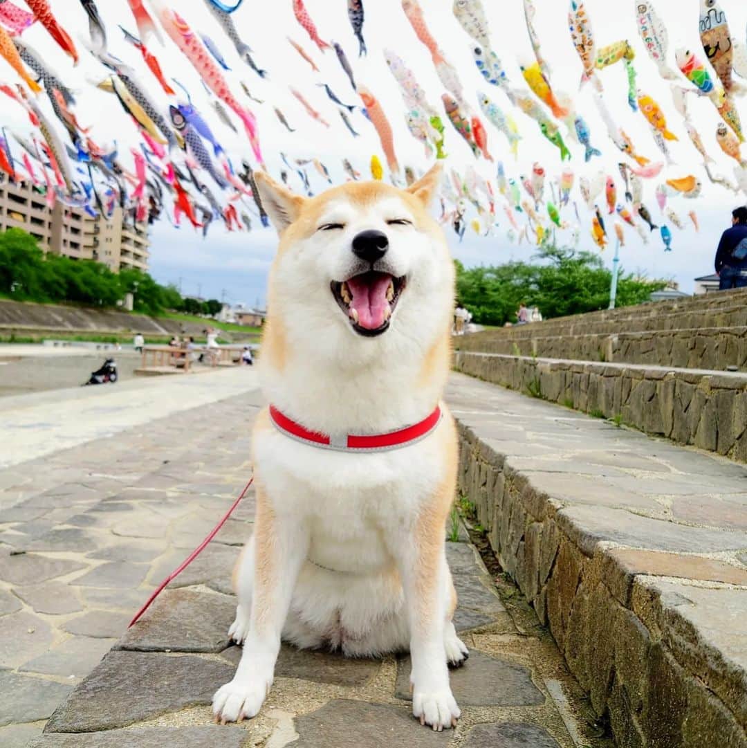 ちゃみさんのインスタグラム写真 - (ちゃみInstagram)「🎏 ①②お天気よかった日〜♪ ③曇りだった日〜♪ ④おうちで〜🎏 . @beautypro_contest #ビューティープロコンテスト . #柴犬#しばいぬ#犬#癒し#Xperia#Xperia5III#shiba#shibainu#dog」5月4日 20時33分 - shiba_charmy