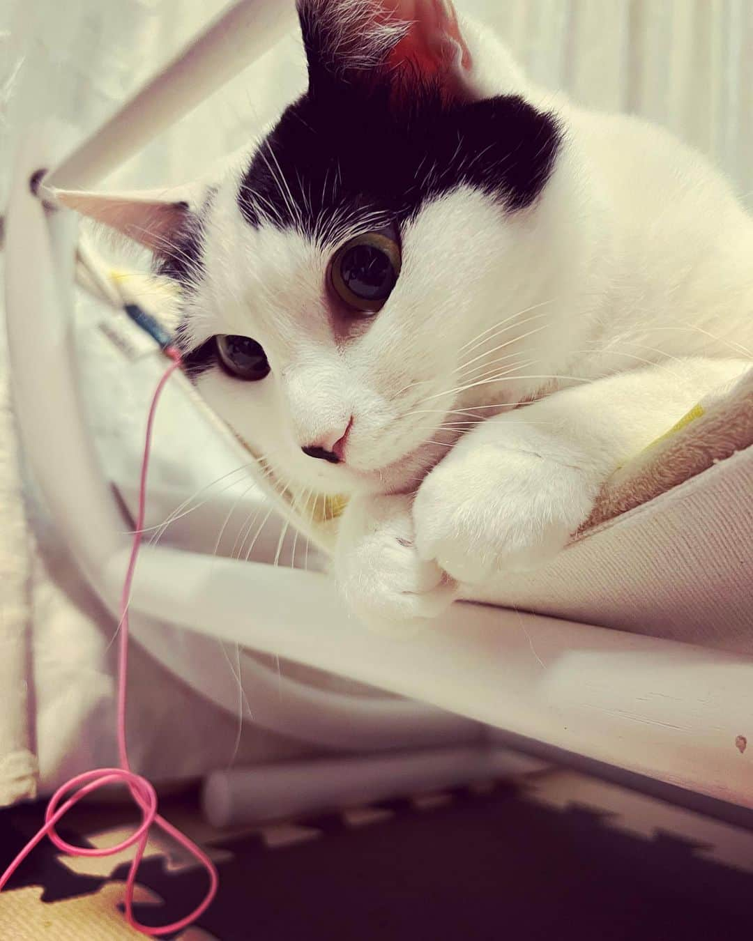 山口治樹さんのインスタグラム写真 - (山口治樹Instagram)「#猫 #ねこじゃらし」5月4日 21時40分 - delpieroyh