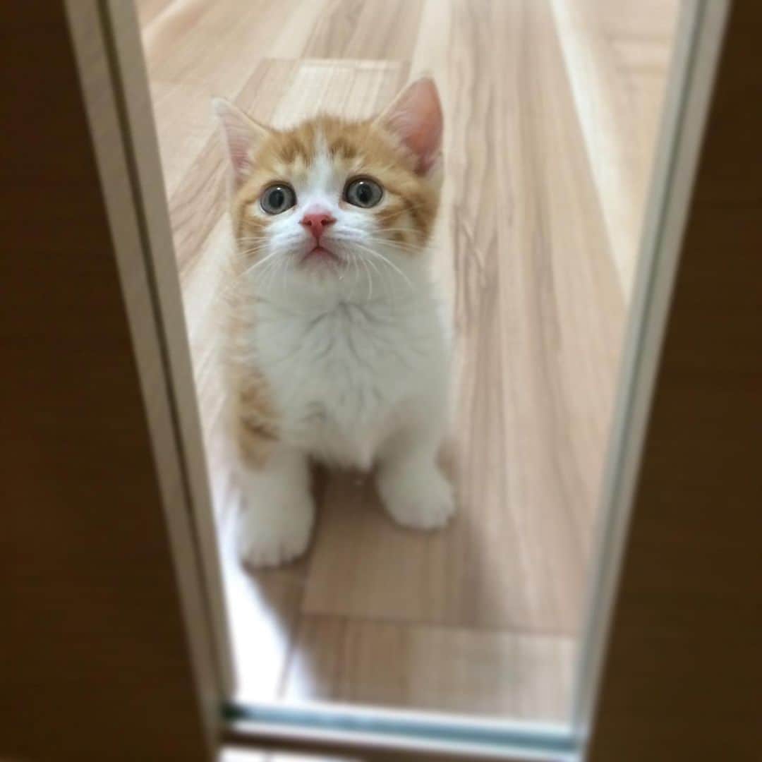 ひよりのインスタグラム：「こどもの日🎏」
