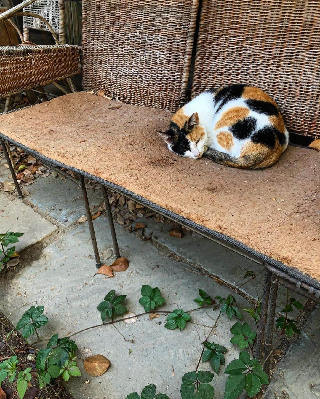 のインスタグラム：「いい天気。庭パトロール🌞  1枚目、庭のベンチは外猫のもの。お猫様のためにマットも買ってあげたよ。幸せそうに眠るコミケちゃん。  2枚目、マーガレット 3枚目、私には珍しいチョイス。ピンクのマーガレット 4枚目、ペパーミント、イングリッシュミント、モヒートミント。ミントいろいろ 5枚目、レモン 6枚目、ブルーベリー 7枚目、紫陽花 8枚目、カシワバアジサイ  #trucknest  #truck保護猫保護犬  #ペットショップにいくまえに  #地域猫  #サクラ猫 #truck不幸なワンニャンがいなくなりますように🐈 #猫 #野良猫」