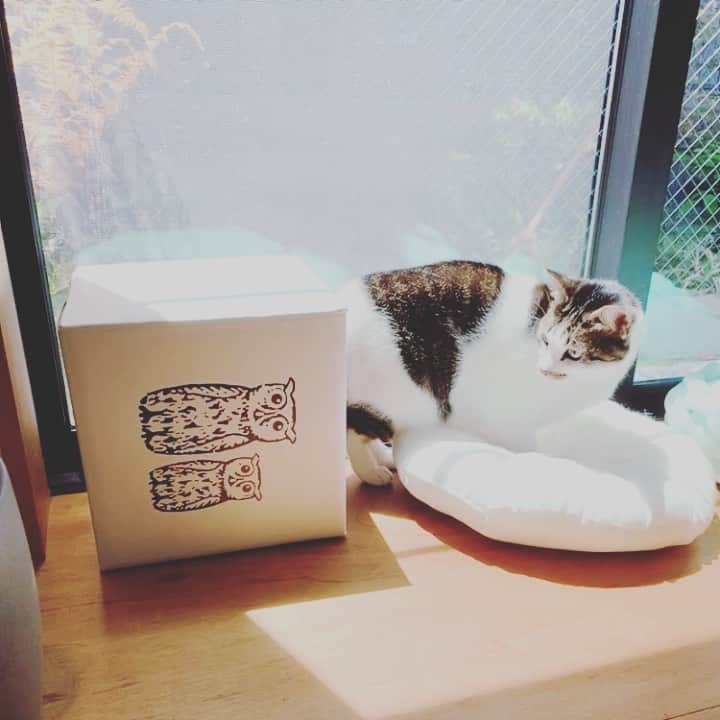 のインスタグラム：「お早うございます♪ みなさまー本日はこどもの日！🎏ということで、毎年恒例 #nocotobox祭り の最終日！ぜひ奮ってご参加くださいね。  店長は…今日は未遂タグで参加！ こちらもプレゼント対象でーす🎁  #nocotobox祭り2022 #nocotobox祭り未遂」