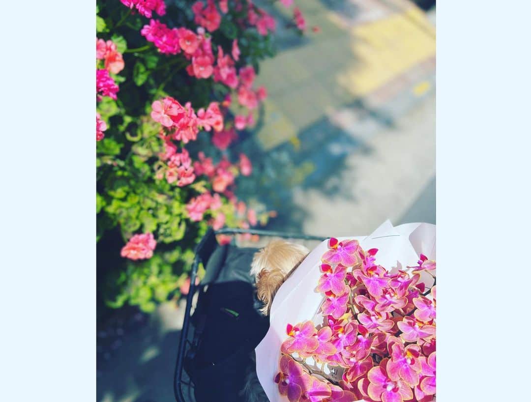 神崎恵さんのインスタグラム写真 - (神崎恵Instagram)「🌸🌸🌸」5月5日 11時16分 - megumi_kanzaki