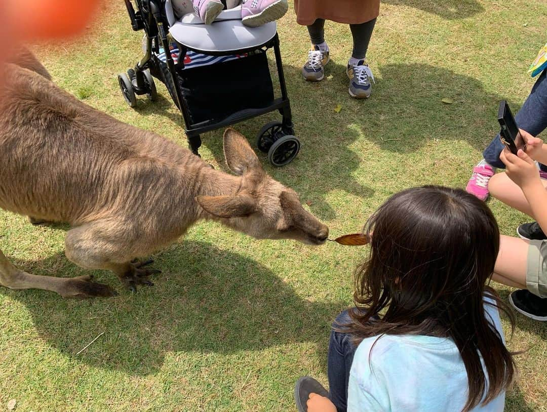 山形麻由香さんのインスタグラム写真 - (山形麻由香Instagram)「. . GW5/3一泊２日で ハウステンボスへ🥰 . . アトラクションもできて 美味しいもの食べたり、 綺麗なものみたりして、 満喫しましたー！！ . . ２日目はバイオパークへ 想像以上に広く、探検を しに行った気分でした🥰 . .」5月5日 12時26分 - mayukah0117