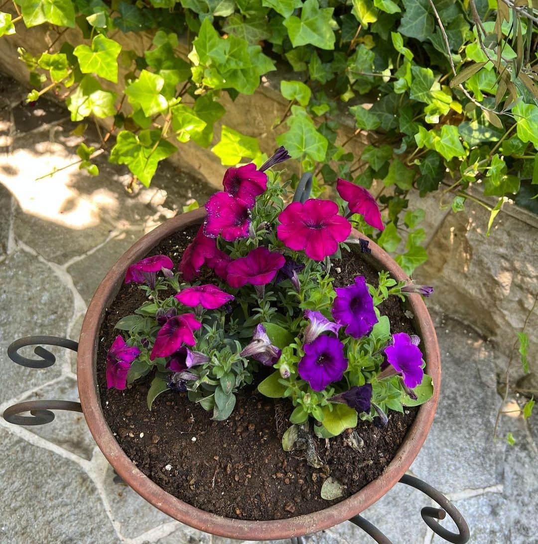 原口篤子さんのインスタグラム写真 - (原口篤子Instagram)「お庭が段々と夏景色　🌺 #mysweethome  #garden」5月5日 13時22分 - atsuko_dualview